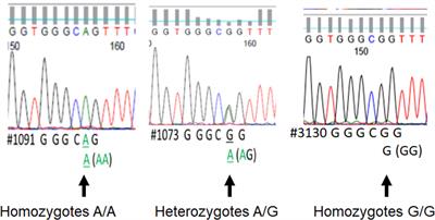 Association of EPCR Polymorphism rs867186-GG With Severity of Human Malaria